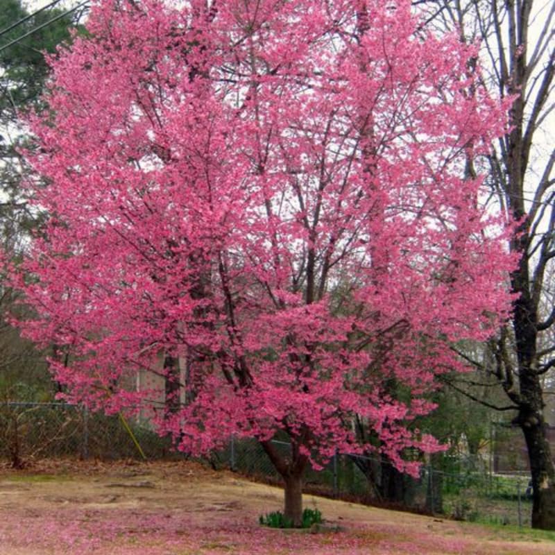 Cherry Blossom Tree, Dark Pink Cherry Tree Live Plant, 6-12 Inch Tall in 2.5 Inch Pot, Dormant in Winter