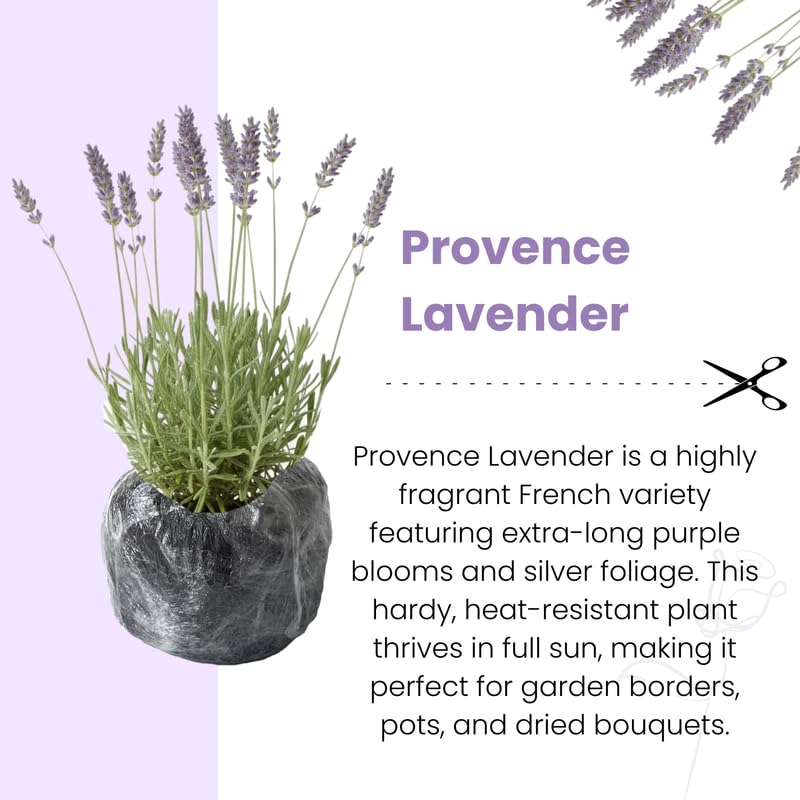Pack 4 Provence Lavender Plants Live, 4–8" Tall, Fragrant Lavender Flower Lavandula Perennial Well-Rooted, No Pot