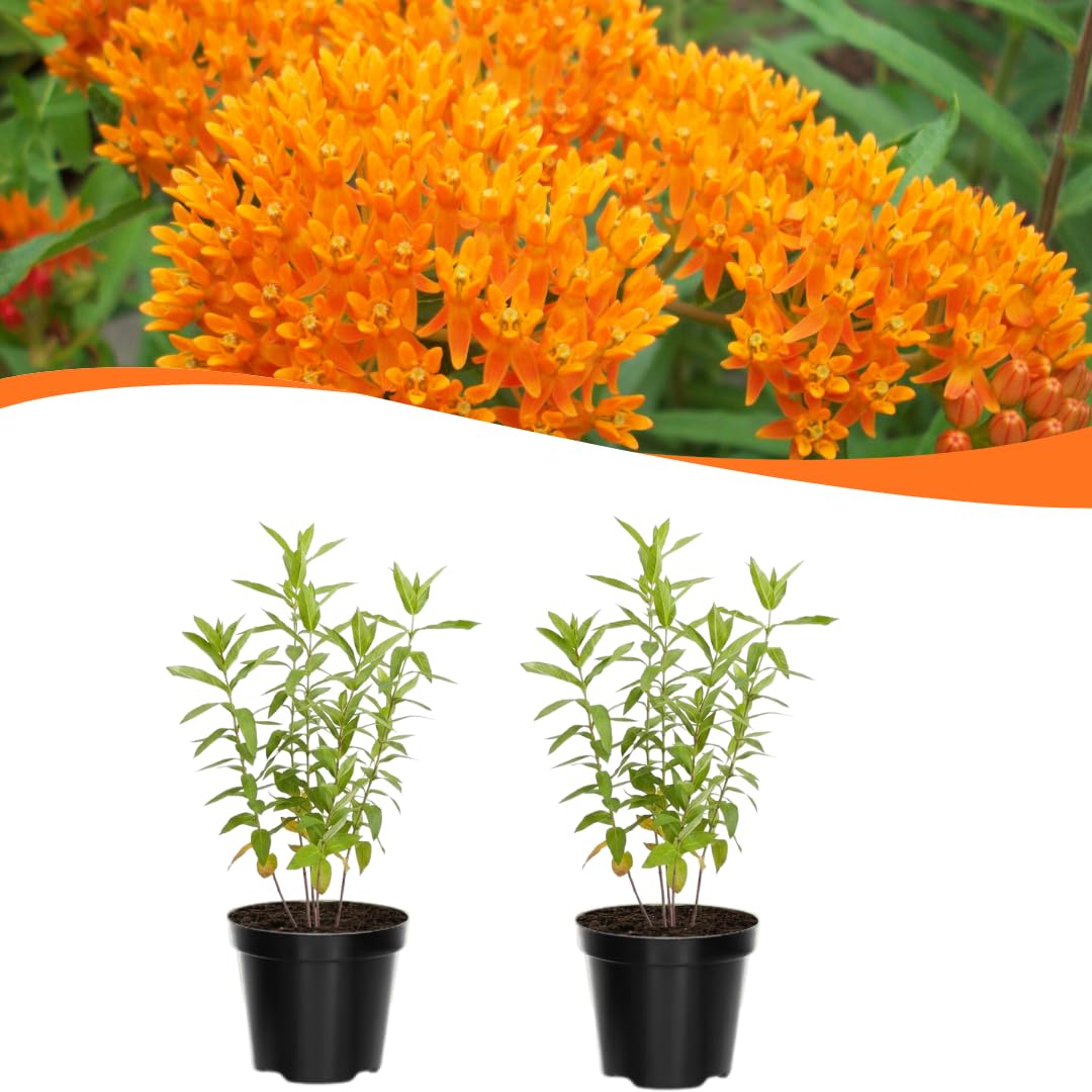 Set of 2 Live Milkweed Plants, Perennial Butterfly Milkweed Plants, Asclepias Tuberosa Plant, 5-8 Inch Tall for Indoor or Outdoor Planting (Orange Milkweed)