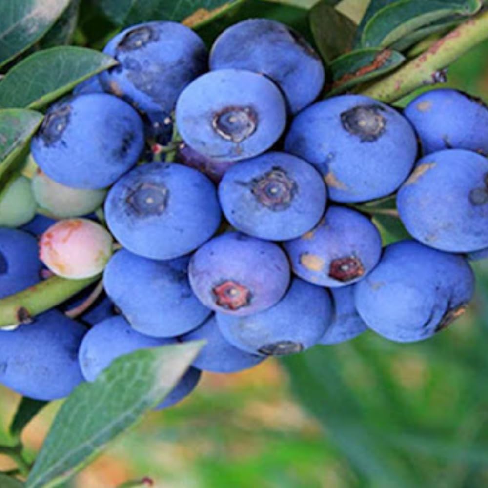 3 Years Old Prince Blueberry Bush Tree Live Plant 1-2 Feet Tall in 2 Gallon Pot, Blueberries Plants, High Yielding, Ready to Fruit, No CA