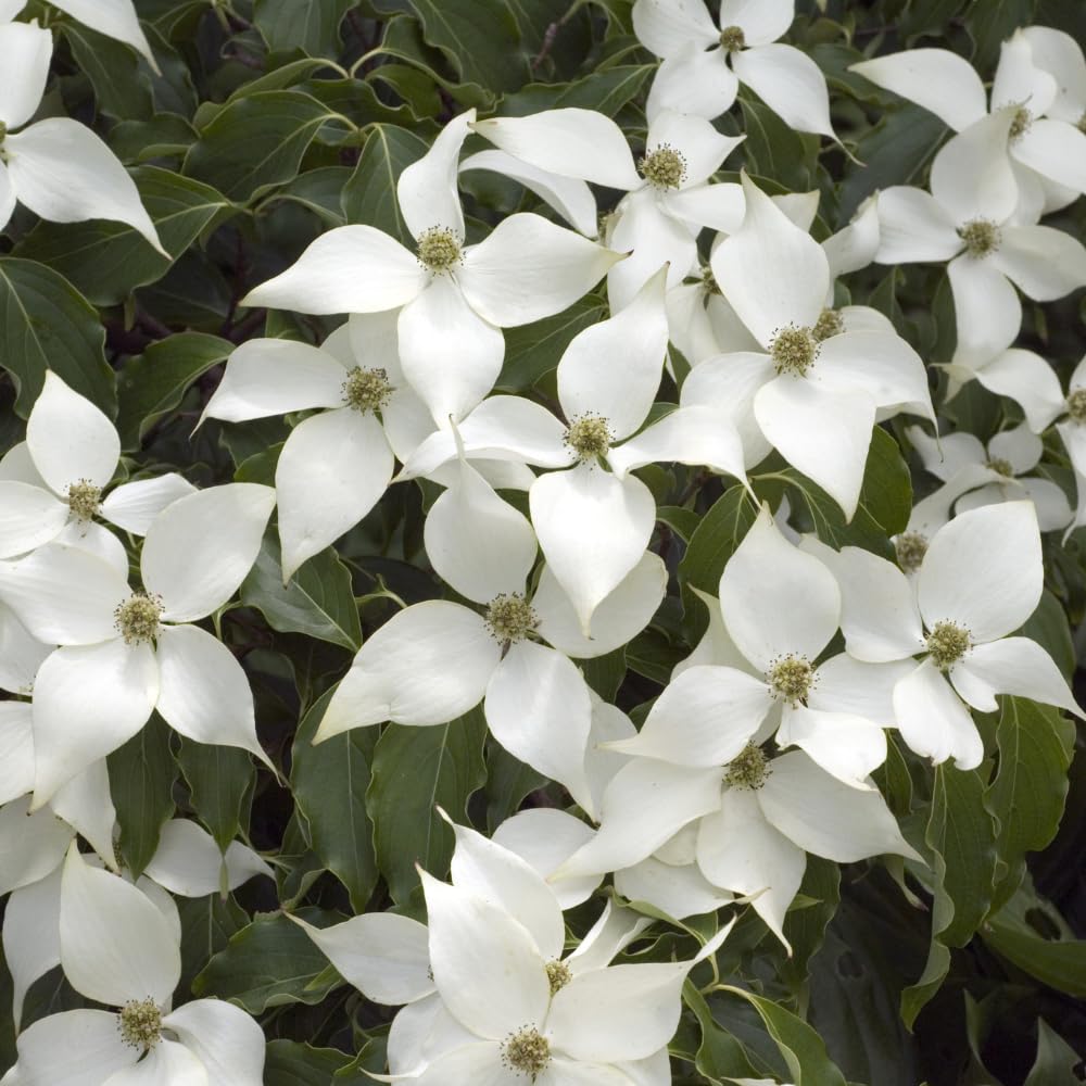 Dogwood Tree Live Plant, Flowering Dogwood Plant Well Rooted in Quart Pot, Dormant Hardy Ornamental Tree (Kousa Dogwood)