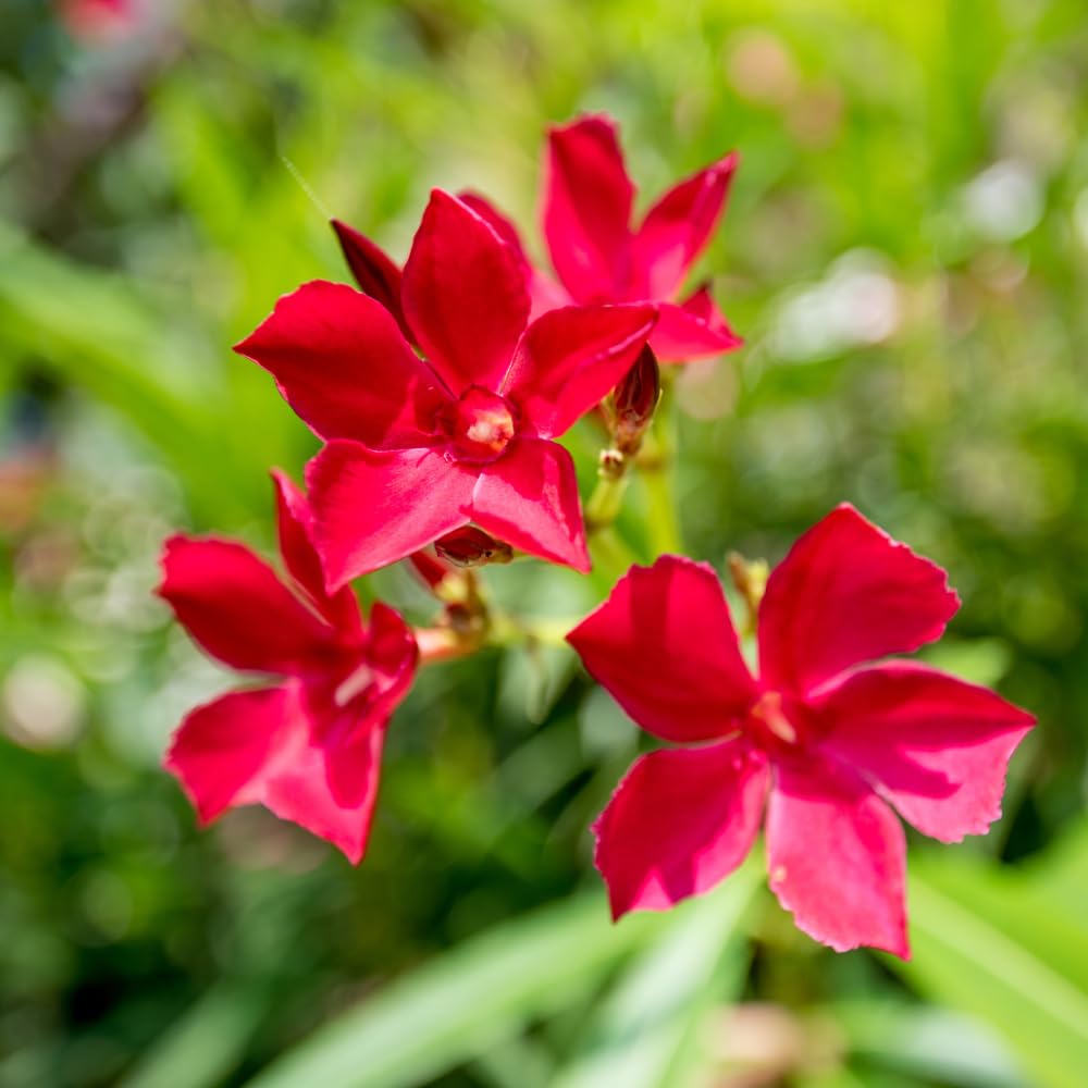 2 Pink Oleander Plants Live, Hardy Flower Plant from 4 to 6 Inches