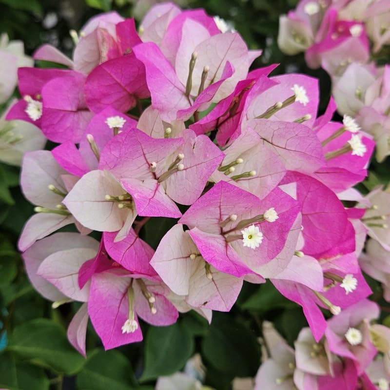 Set 2 White Pink Bougainvillea Plants, 5-8" Tropical Bougainvillea Plant Starter, Colorful Perennial Blooms, Live Well Rooted Plant