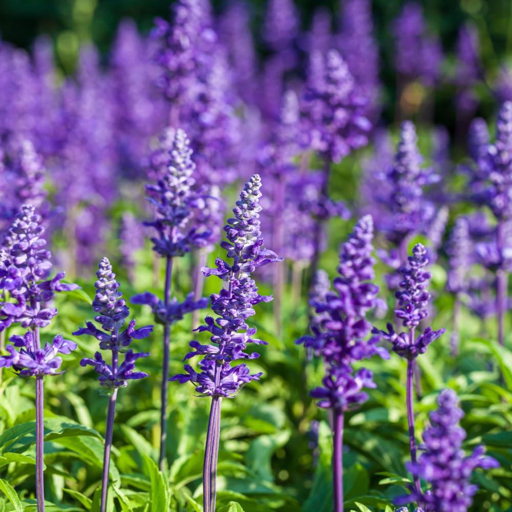 2 Lavender Plants, Live Lavender Flower Plant 2 to 4 Inch, Fragrant Shrub Indoor Outdoor Planting (Light Fragrant Lavender)
