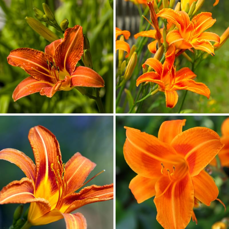 3 Orange Daylily Bulbs, Orange Daylilies Bulbs Flower, Daylily Flower for Growing