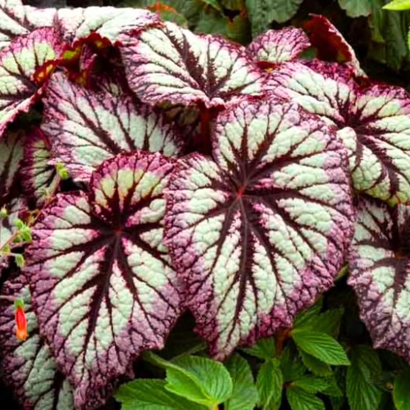 Pack 2 Begonias Plants Live, Pink Fire Begonia Live Plant for Decorative Houseplants Indoor Outdoor, Spring Vibrant Foliage