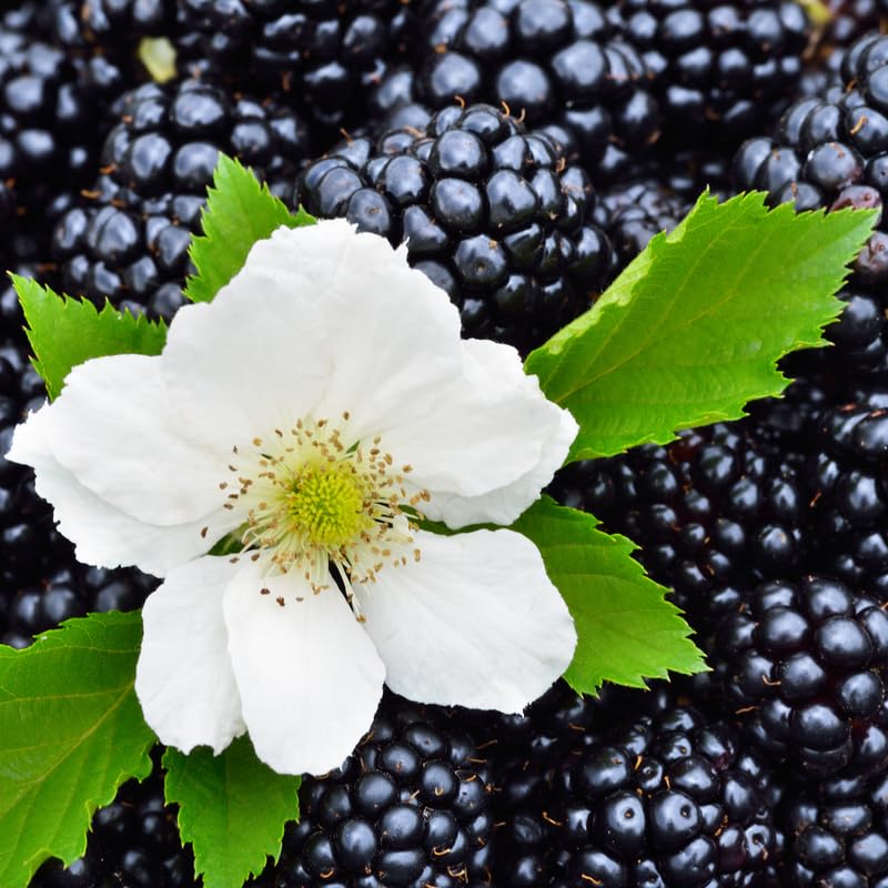 Pack 2 BlackBerry Plants Live, 4-8 Inch Tall, Triple Crown Thornless Blackberries Fully Rooted High Yield Berry Plants for Outdoor Planting