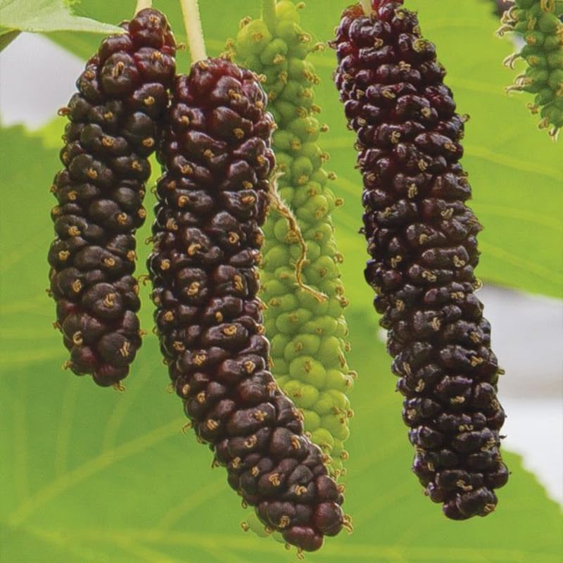 Mulberry Tree Live Plant, Hardy Mulberry Fruit Tree for Planting Indoor Outdoor, Sweet Mulberries Tree Well Rooted 4-8'' Tall
