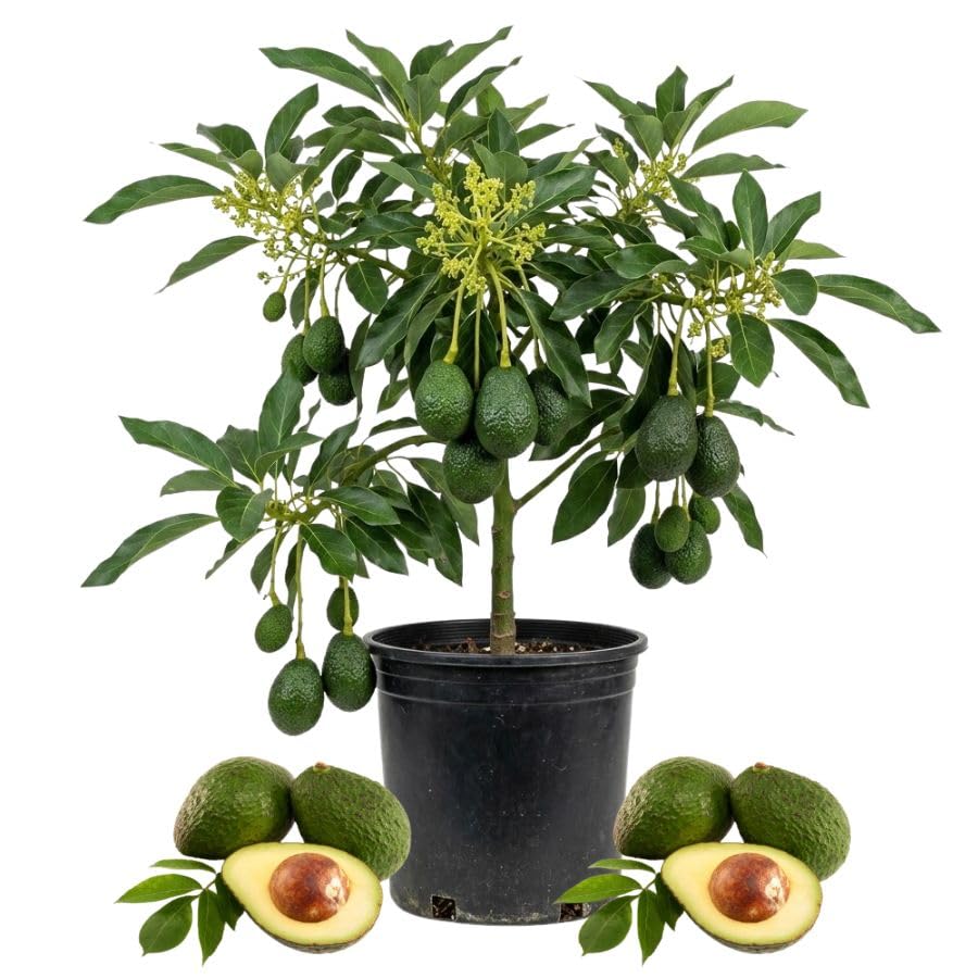 Live Grafted Avocado Fruit Tree 1.5-2.5 Feet Tall, Avocado Fast-Growing Fruit Tree Plant for Your Garden