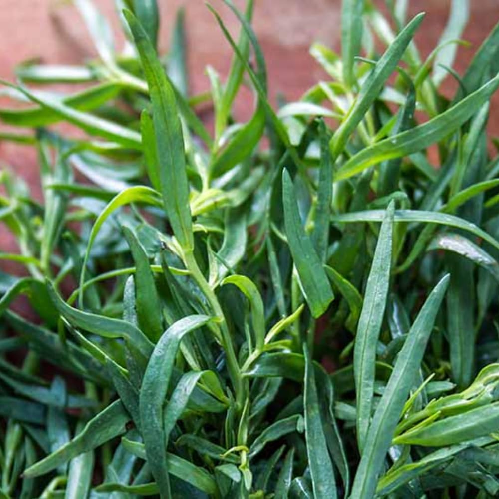 2 Tarragon Plants Live, French Tarragon Herb Plant Well Rooted 4-6 Inch, Outdoor Gardening