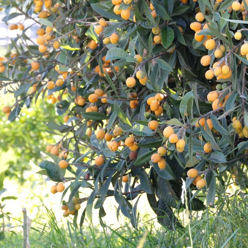 Loquat Tree Live Plant, 3 Gallon Pot, 2–3 ft Tall, Hardy Loquat Plant Live, Sweet Fruit Tree for Outdoor Garden, No Ship to CA