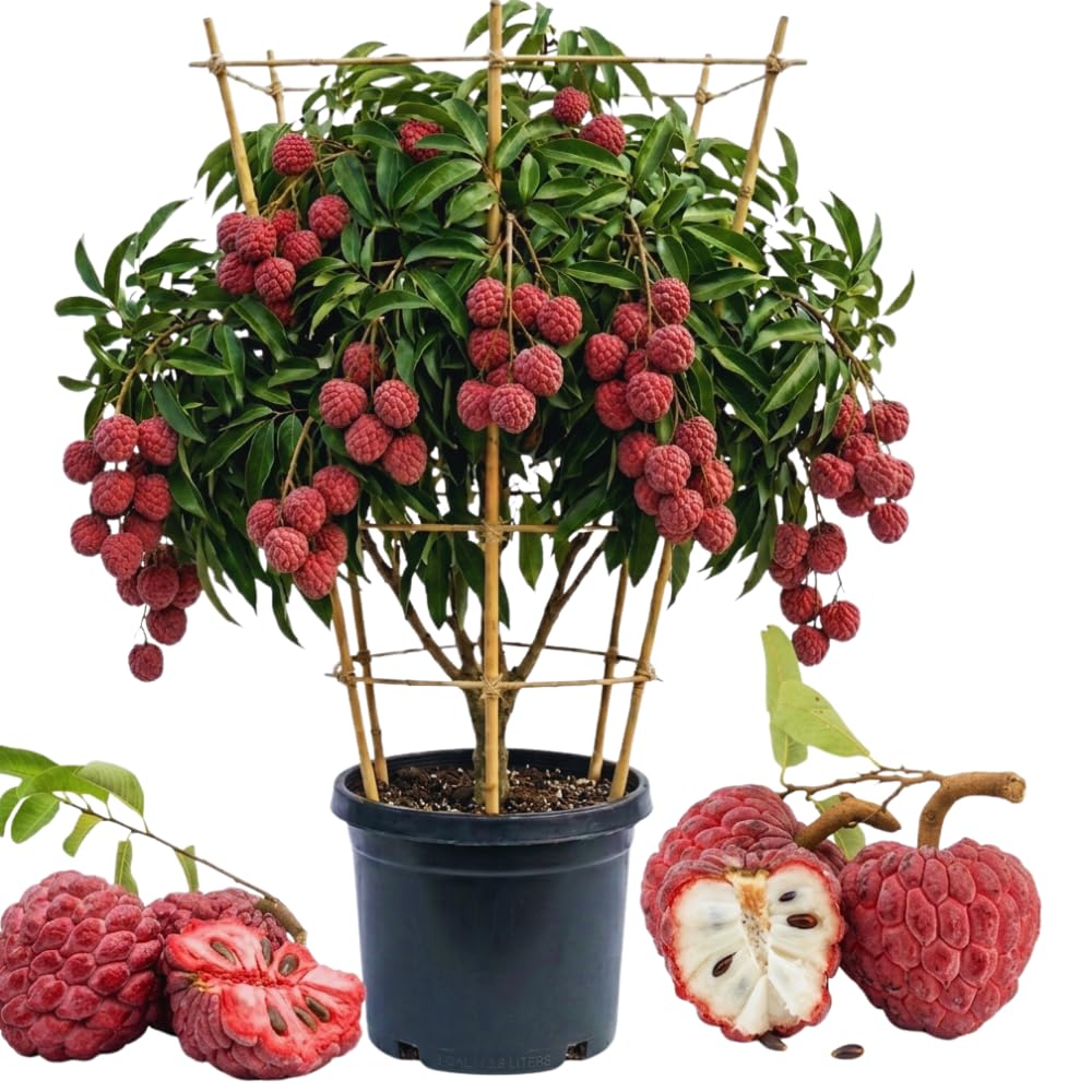 Sugar Apple Tree Live Plant for Planting, 2 to 3 Feet Long, Red Sugar Apple Fruit Plant Live, 3 Gallon Potted, No Ship to CA