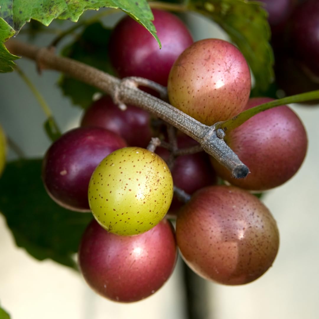 1 Year Old Muscadine Grape Vines Live Plant, 20-24 Inches Tall in 1 Gallon, Sweet Fruit Grapevine for Trellis and Backyard Growing, Hardy Climbing Vine, No Ship to CA
