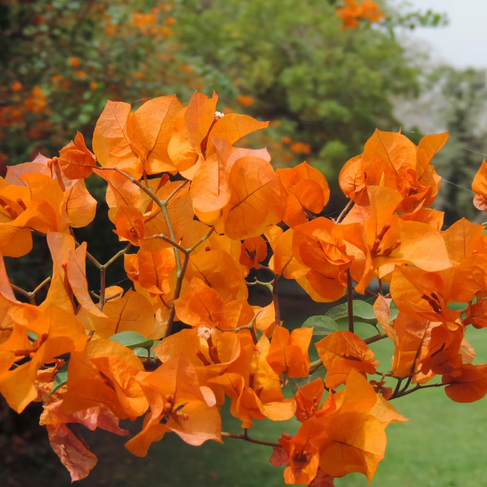 2 Orange Bougainvillea Plants Live, Bougainvillea Trees Flowers Plant for Planting Indoor Outdoor Garden, 5 to 9 Inches Tall