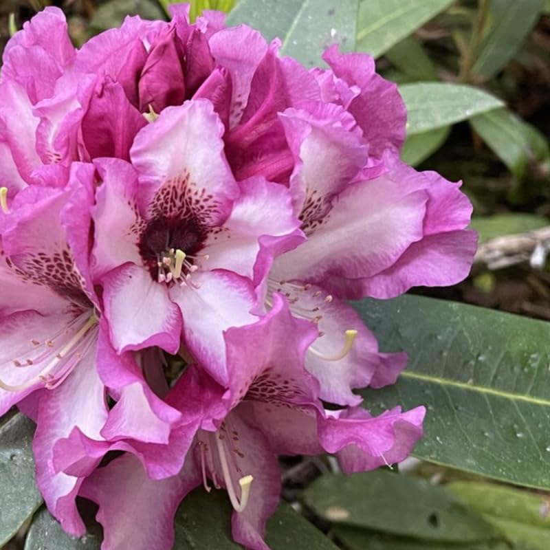 Rich Purple Rhododendron Live Plant Shrubs for Outdoor Planting, Azalea Bushes Ready to Plant, Fragrant Rhododendron Plant Live