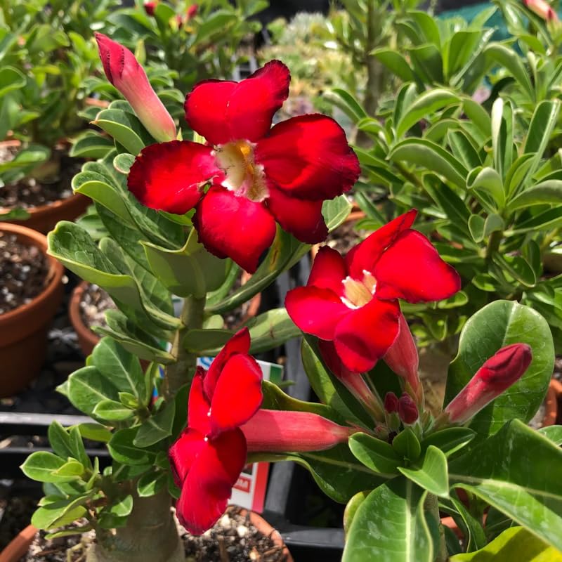 Red Desert Rose Plant Live, Adenium Obesum Desert Rose Succulent Live Plant, 4-8 Inches Tall, Flowering Cactus
