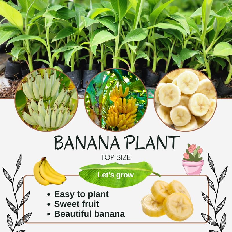 Sweet Banana Tree Live Plant, Cold Hardy Banana Plant Live, Tropical Banana Fruit Seedling, Well Rooted 4-8 Inch Tall