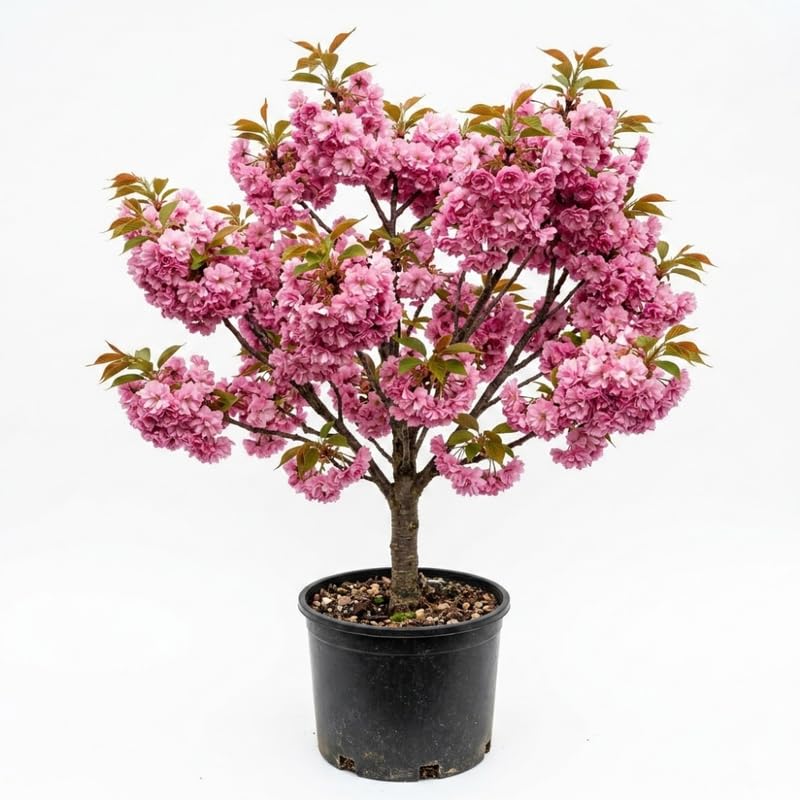Cherry Blossom Tree Live Plant 2-3 Ft, Flowering Cherry Tree for Outdoor Garden, Ornamental Vibrant Bloom Tree for Yard, Landscape or Garden Planting, 3 Gallon Pot, No Ship to CA