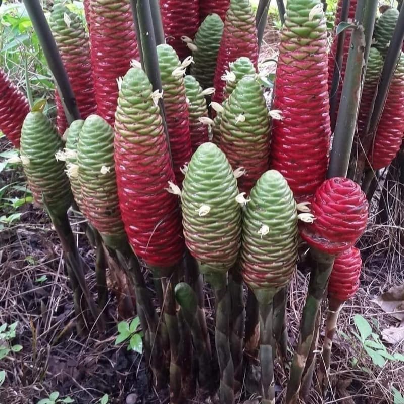 10 Shampoo Ginger Roots, Zingiber Zerumbet, Pinecone Ginger Rhizomes for Gardening Outdoor, Indoor, Zone 8 to 11