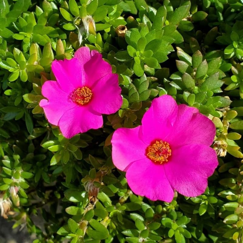 4 Pink Moss Rose Plants Live, Portulaca Ground Cover Flowers, 4-6 Inch Tall Plants for Garden or Containers