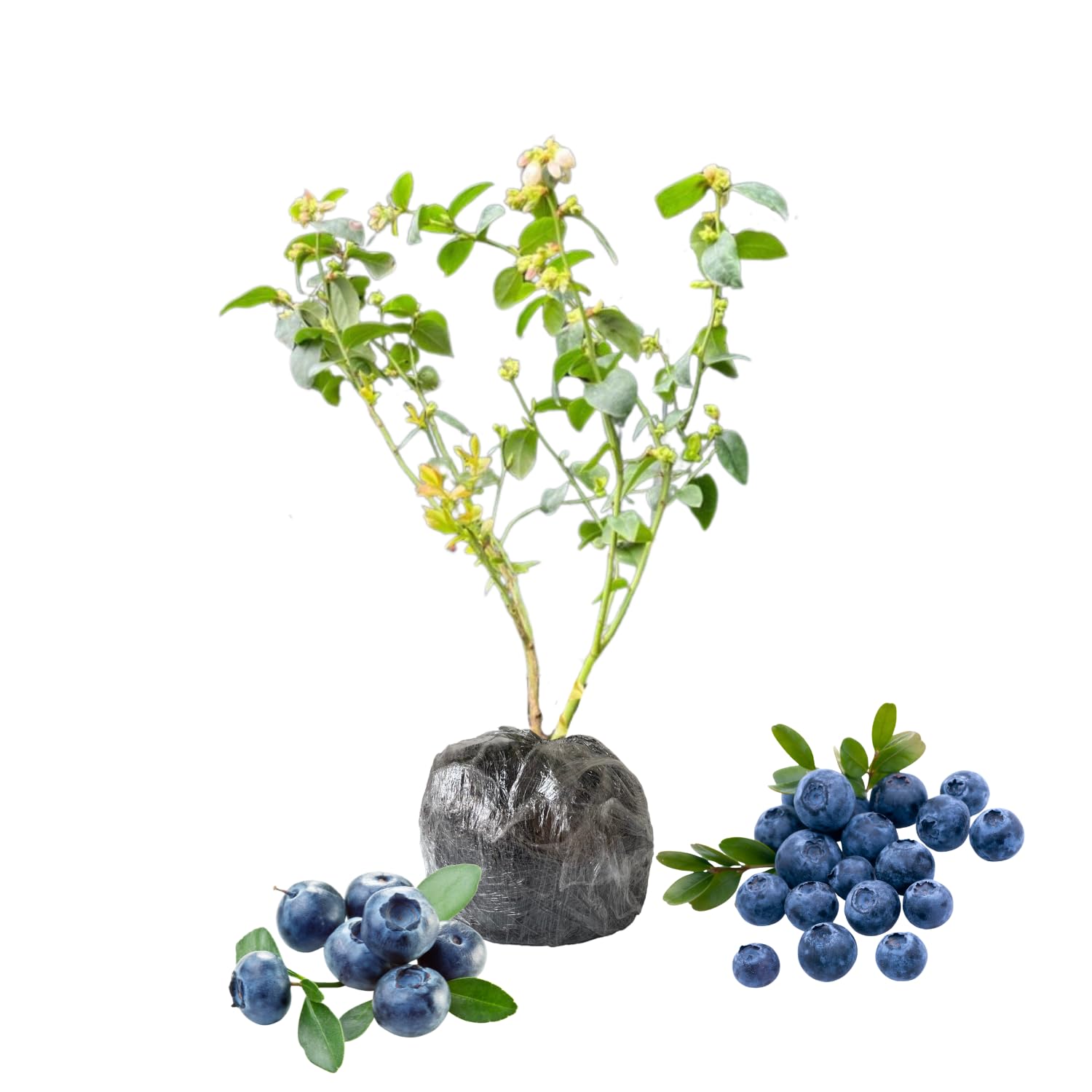 Blueberry Plants Live for Planting, Blueberry Bushes Live Plant, Blueberries Fruits Trees Shrubs to Grow Indoor Outdoor Garden