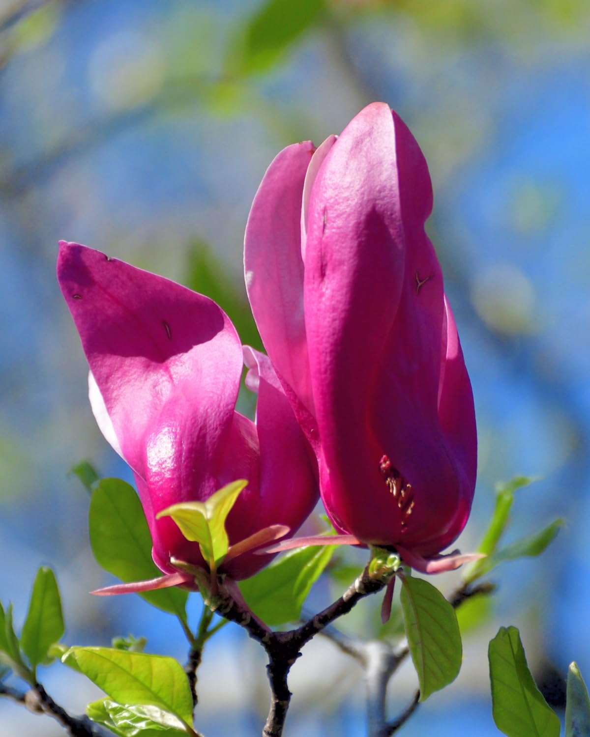 Jane Magnolia Tree, 6-12 Inch Magnolia Trees Live Plants for Planting Outdoor, 2.5 Inch Pot Fragrant Purple Pink Flowers Plant, Dormant in Winter