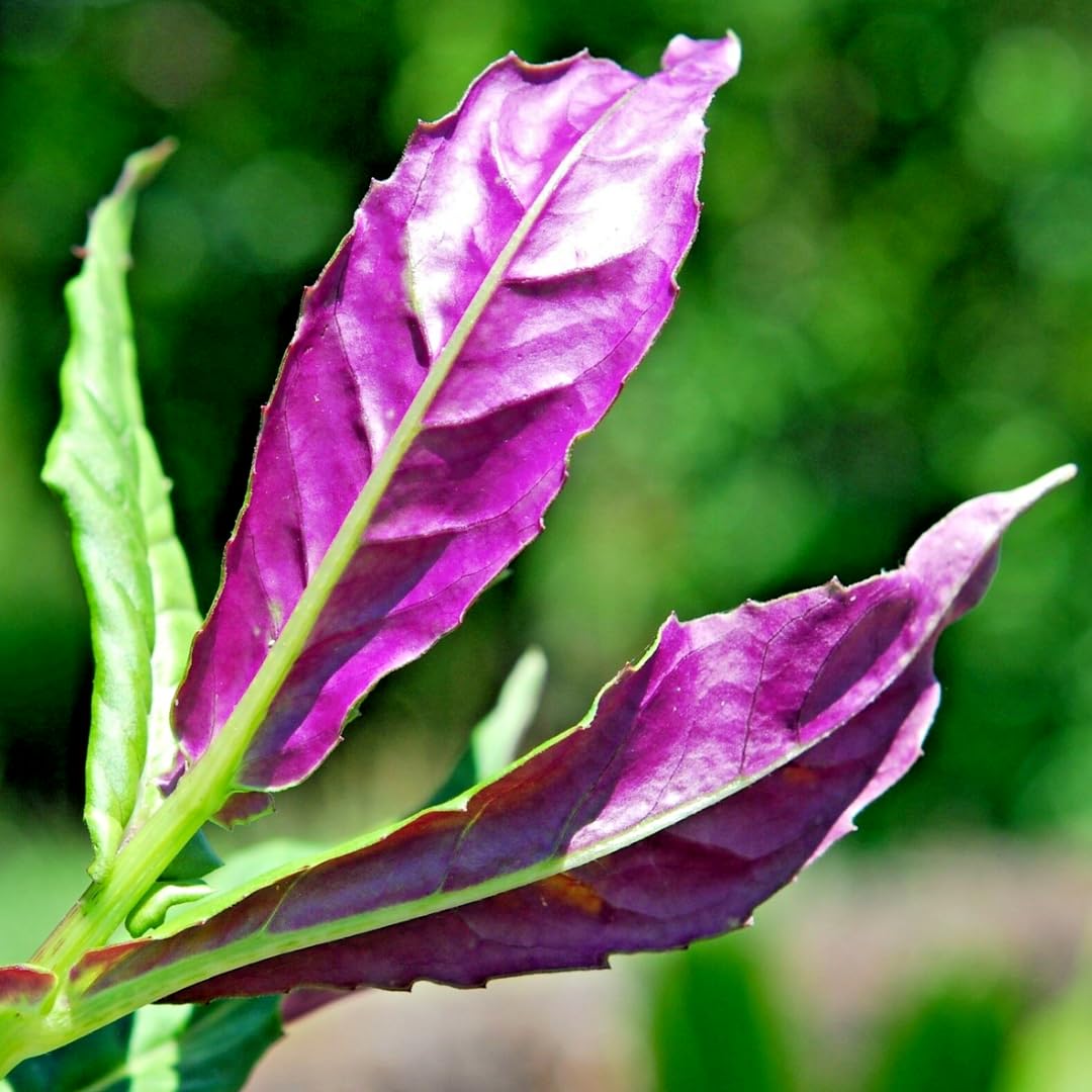 Sets 4 Spinach Okinawa Live Plants Starter, 4-6 Inc Tall Starter, High Yield, Easy to Grow