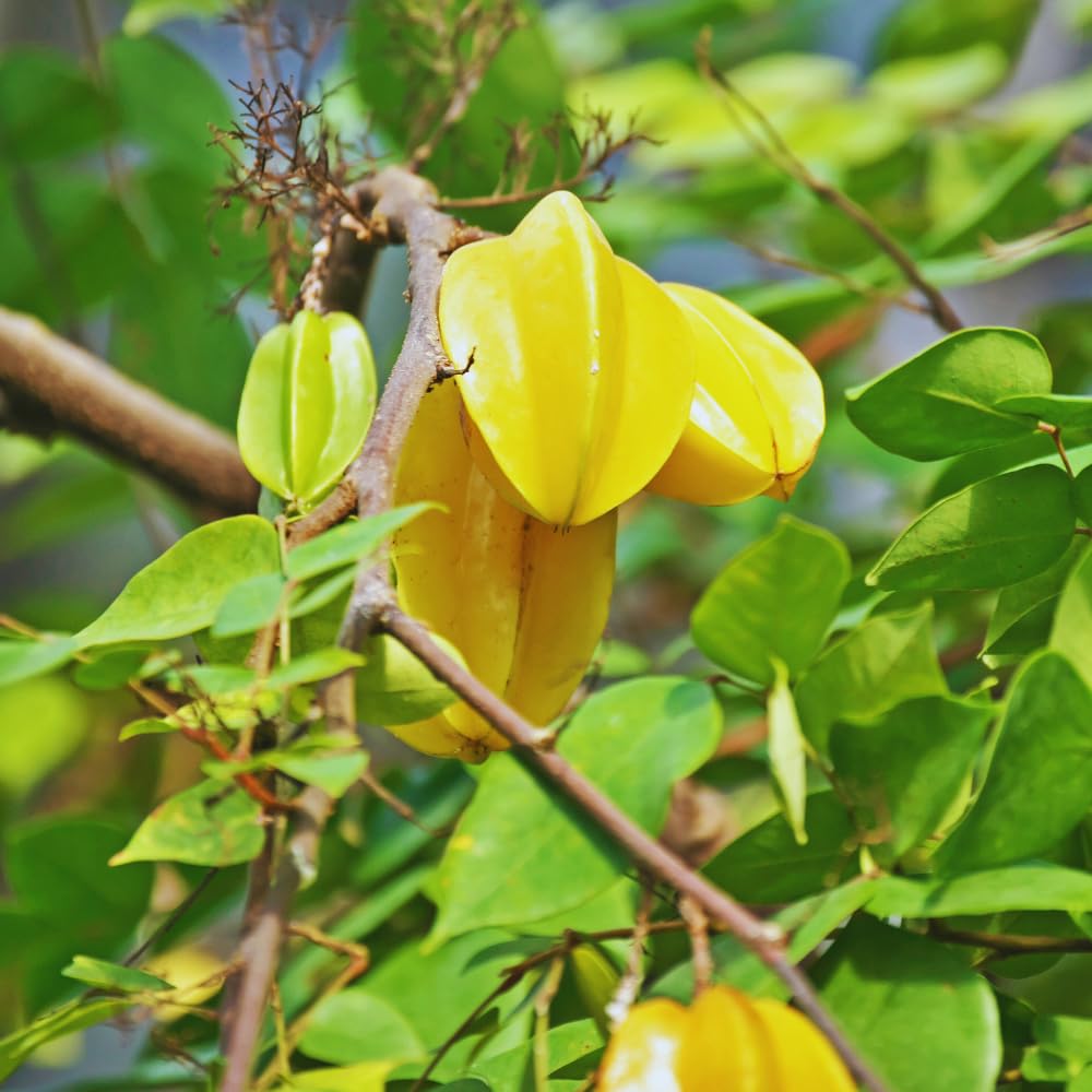 Carambola Tree Plant, Star Fruit Tree, Starfruit Plant, Carambola Fruit Tree 2 to 3 Feet in Tall
