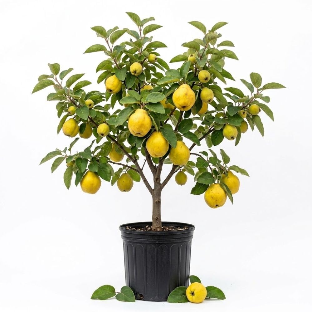 Live Quince Tree Plant 2-3 Ft Tall, Hardy Deciduous Fruit Tree, Edible Yellow Quince Fruit Tree for Outdoor Garden Landscape
