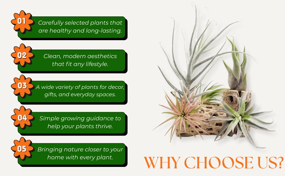 Set of 15 Assorted Air Plants Live, Low Light Tillandsia Indoor Houseplant, Small Medium Size, Easy Care Indoor Plants for Home and Office