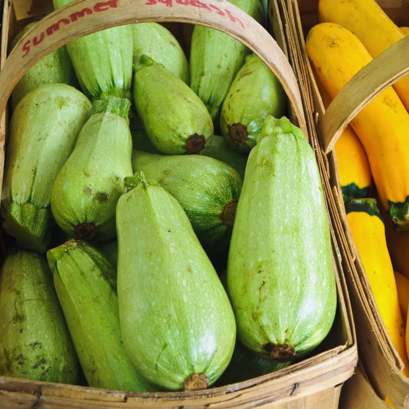 White Squash Seeds, White Zucchini Seeds, Squash Vegetable Seeds for Planting, 75 Seeds
