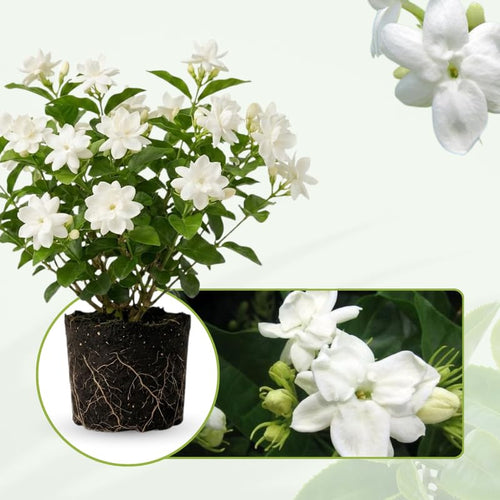 2 Jasmine Plants 4–8 Inch, Live Fragrant Jasmine Flowering Vine, Sweet Scented Blooms, Easy Care Indoor or Outdoor