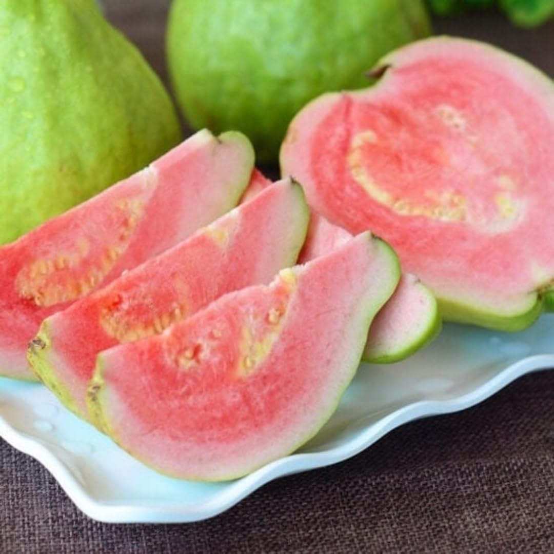 Live Ruby Guava Tree, Grafted Guava Plant, Tropical Fruit Tree, 4 Feet Tall, Ready for Growing