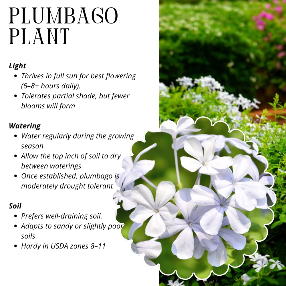 Pack 3 White Plumbago Plants Live, 4-7 Inches Tall, Tropical Flowering Shrub for Garden or Containers