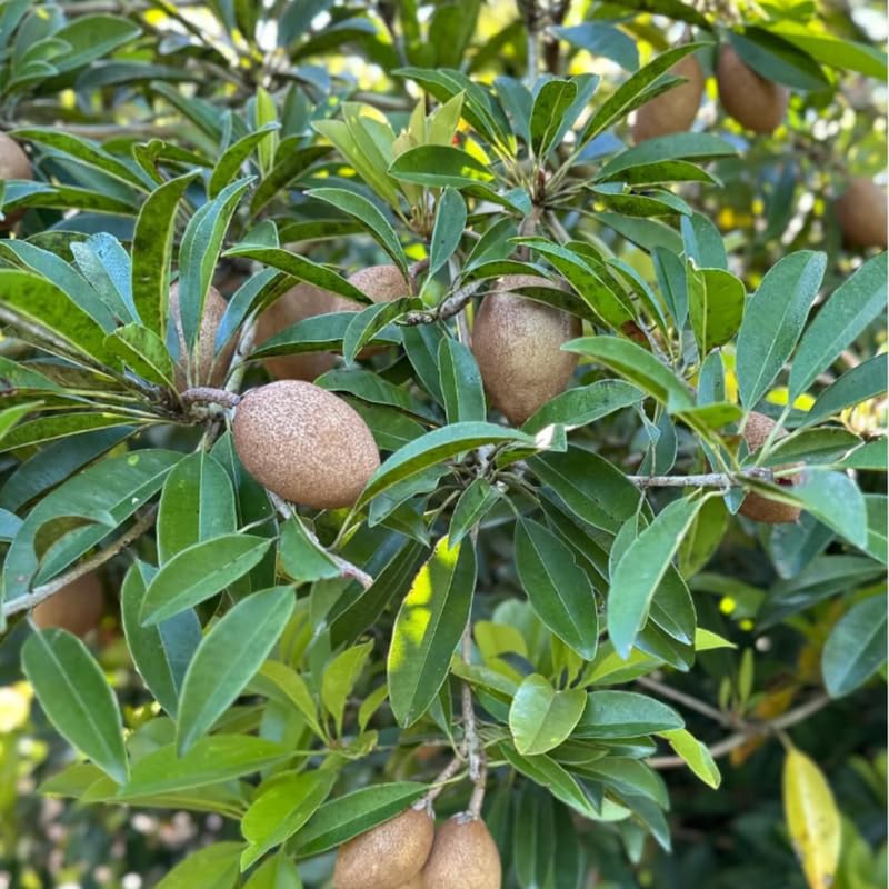 Sapodilla Fruit Tree Live, Garden Ready Tropical Plant for Home and Outdoor Growing, 2-3 Ft Height in 3 Gallon Pot, No Ship to CA