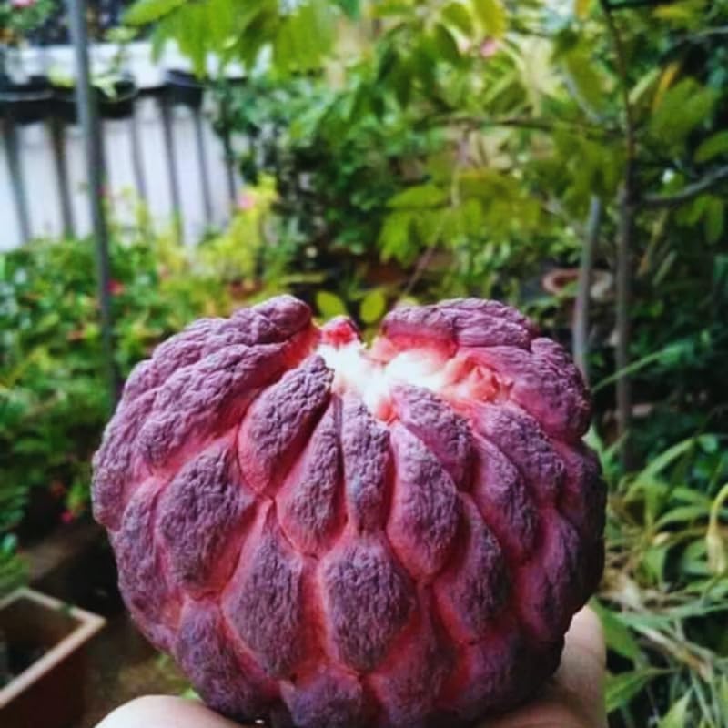 Sugar Apple Tree Live Plant for Planting, 2 to 3 Feet Long, Red Sugar Apple Fruit Plant Live, 3 Gallon Potted, No Ship to CA