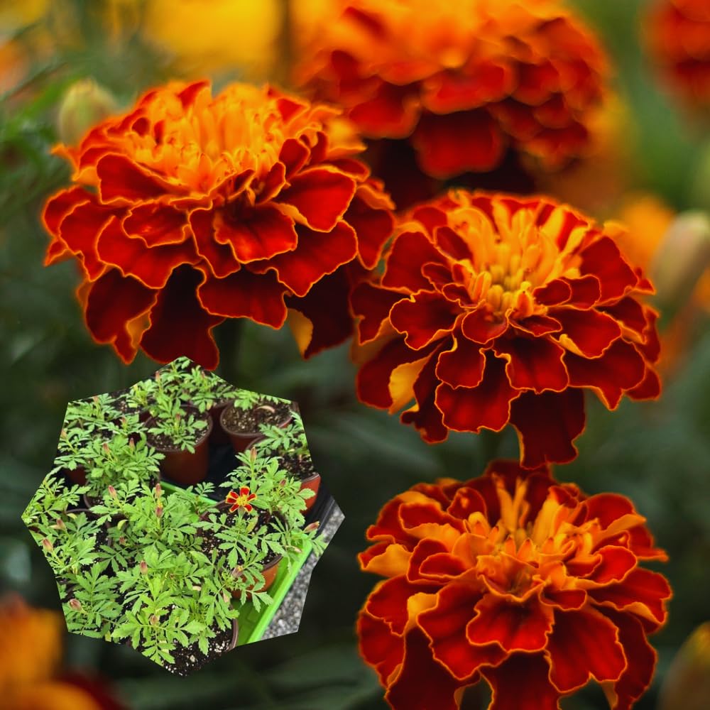 3 Orange Red Marigold Plants Live, 5 to 8 Inc Live Marigold Flower Plants