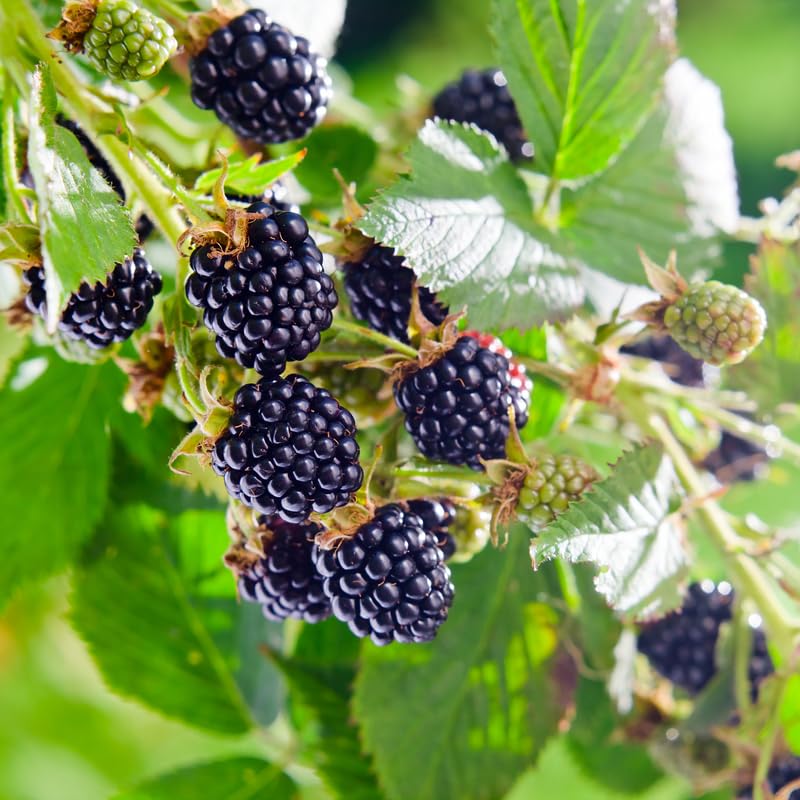2 BlackBerry Bushes Live Plant, Sweet, Thornless, High Yielding Berries for Outdoor Planting, Fully Rooted 4-7 Inches (Thornless)