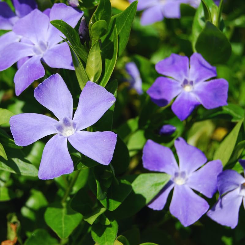 Set of 48 Periwinkle Plant Live, Vinca Plants, 7 to 9 Inc in Height, Vinca Minor Ground Cover Plants, Vinca Well Rooted, Ready to Plant