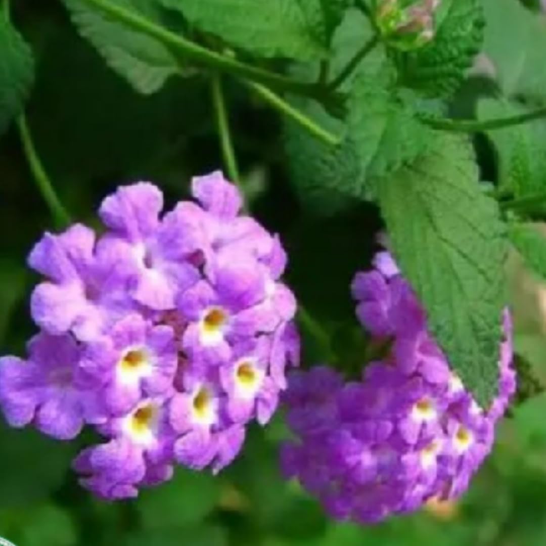 3 Lantana Plants Live, Lavender Lantana Live Plants for Planting Outdoors, Perennial Flower Plant 4 to 8 Inches Long, Gardening Growing
