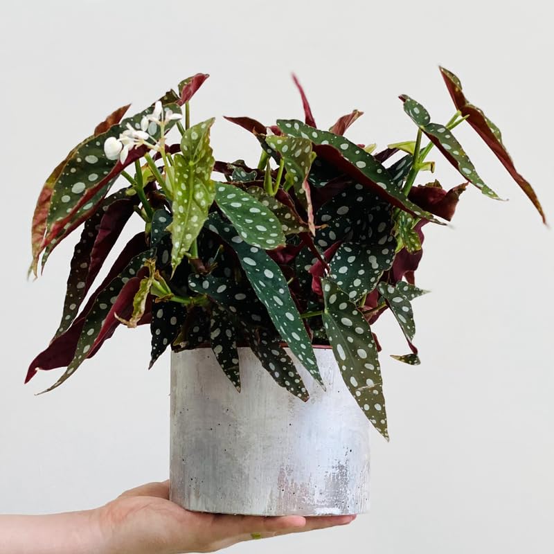 Pack 2 Begonias Plants Live, Maculata Polka Dot Angel Wing Begonia Live Plant for Decorative Houseplants Indoor Outdoor, Spring Vibrant Foliage