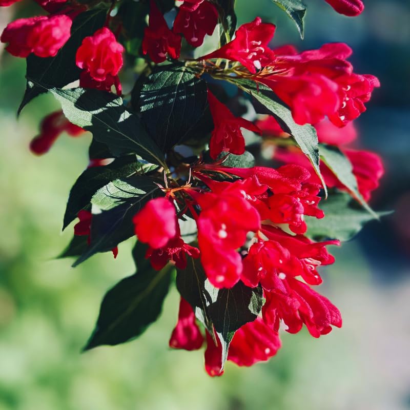 Red Weigela Live Plant, Weigela Plant Bush, 4 Inches Pot