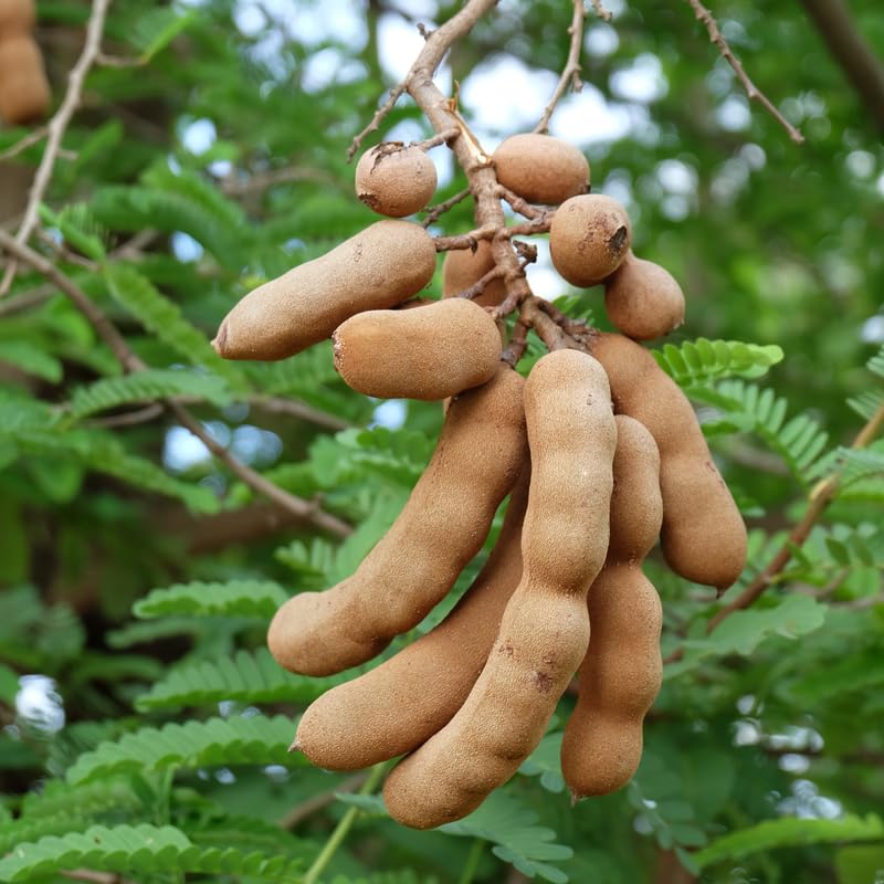 Sour Tamarind Plant Live in 3 Gallon Pot, Tamarind Tree Live Plants from 2-3 Feet Tall, Long Fruit for Outdoor Gardening, No Ship to CA