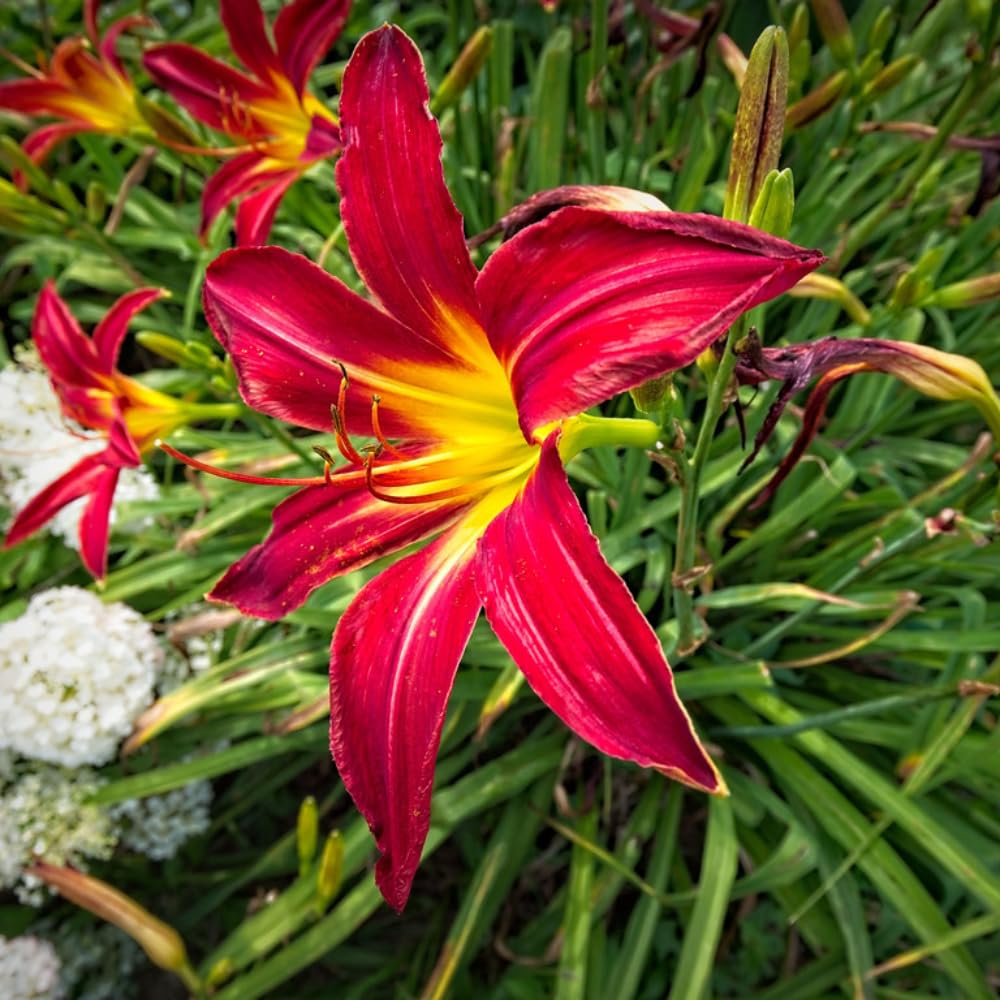 3 Red Daylily Bulbs for Planting, Reblooming Daylilies Bulbs, Perennial Flowers Bulbs