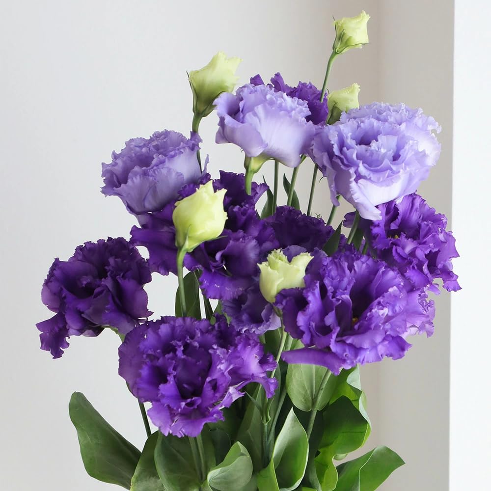 Striking Blue Eustoma Lisianthus Plants Live Plug Size, Well-Rooted 3-5" in Tall, Texas Bluebell, Thornless Love Rose Plant, Summer Fall Bloom