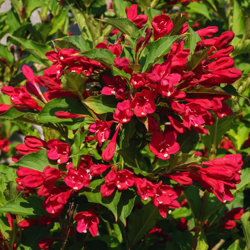 Red Weigela Live Plant, Weigela Plant Bush, 4 Inches Pot