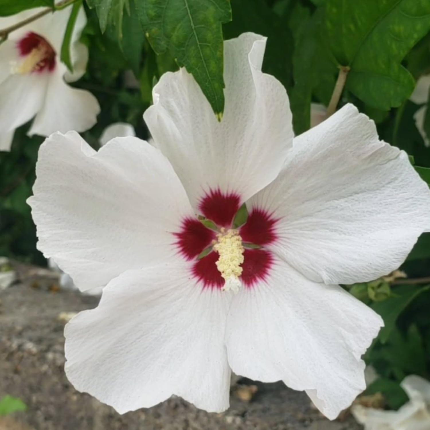 Rose of Sharon Tree Live Plant, Althea Hibiscus 1.5-2.5 Ft Tall, Perennial Hardy Hibiscus Plant for Outdoors Garden