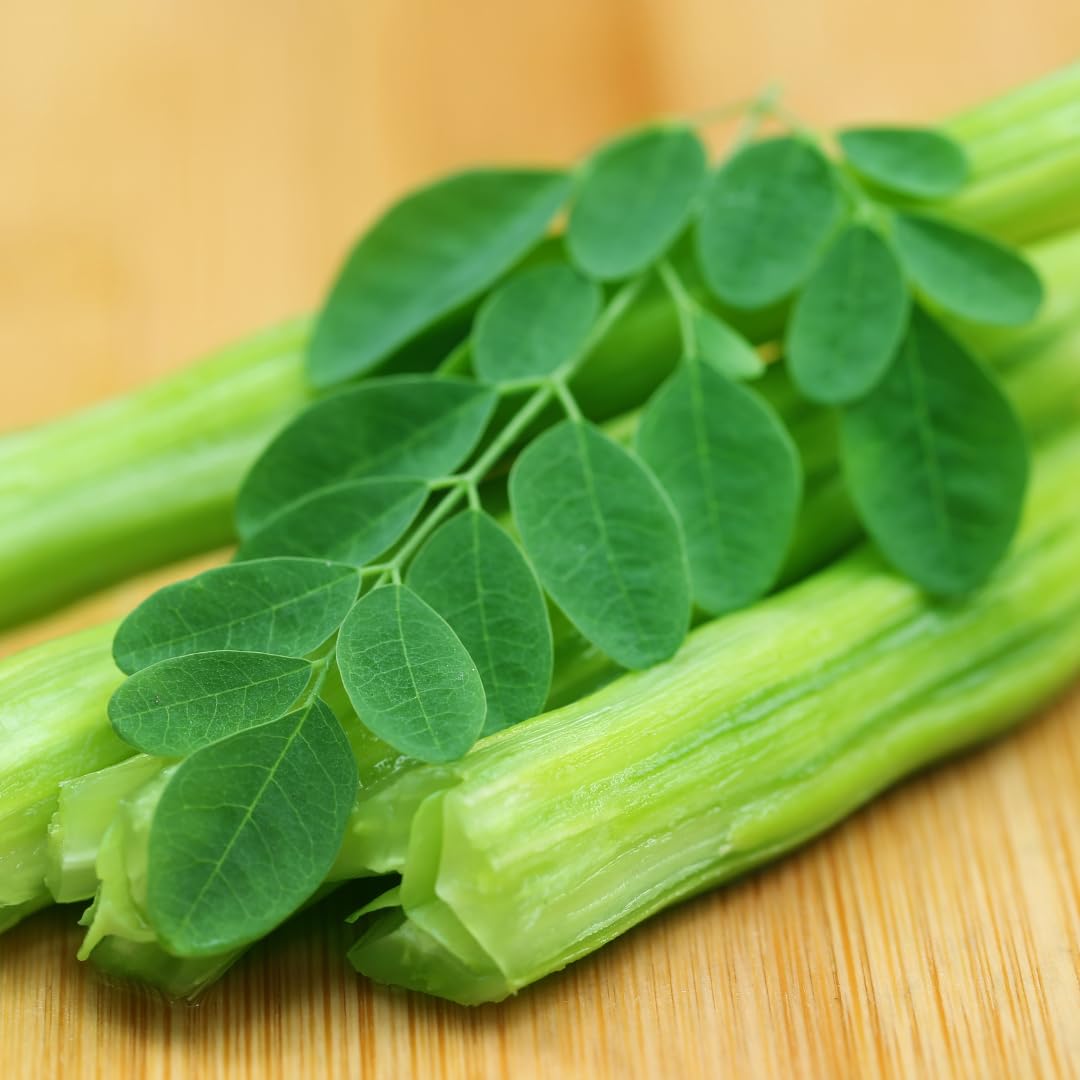 Moringa Tree Live Plant, Moringa Oleifera Plant, Well Rooted in 1 Gallon Pot, 2 Feet Tall, Edible Drumstick Tree Live Plants for Backyard Garden, No Ship to CA