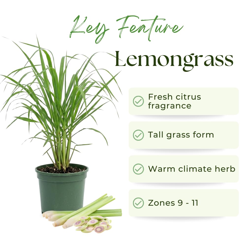 5 Lemon Grass Live Plants, Lemongrass Plant, 1 Feet Tall, Fragrant Herb for Patio and Garden