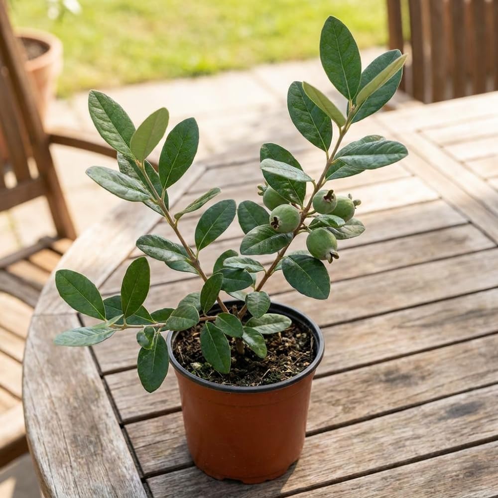 Pineapple Guava Tree Live Plant 2-3 Feet Tall in 3 Gallon Pot, Edible Tropical Fruit Tree, Fully Rooted, Sweet Fruit, No Ship to CA